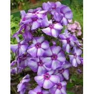 Флокс Phlox Маргри
